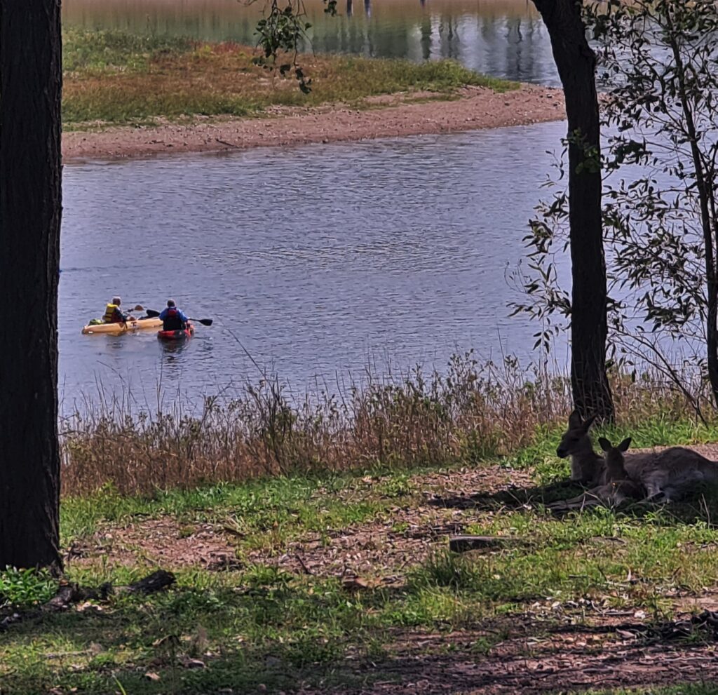A view of Damian and Jim paddling on the lake in the distance with a kangaroo sitting under a tree in the foreground